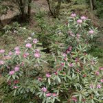 天拝山の登山道しゃくなげの開花状況