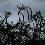 武蔵寺の藤・天拝山道しゃくなげ開花状況