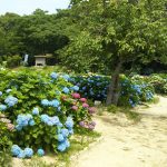 天拝歴史自然公園のあじさい園