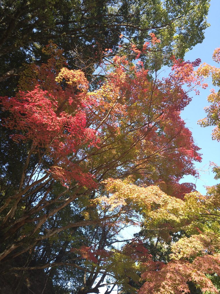 天拝公園の紅葉