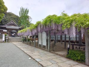 現在の藤とツツジの開花状況