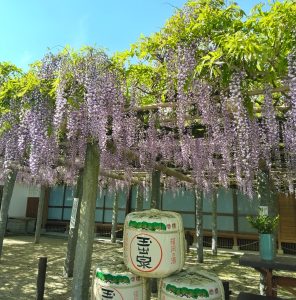 武蔵寺 藤の花 開花状況