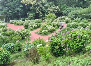 天拝公園のあじさい